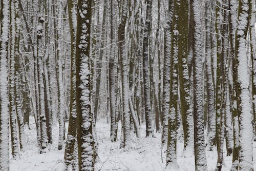 Fotobanka s bezplatnými fotkami na tému chladný, krajina, les