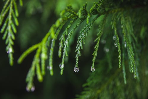 Darmowe zdjęcie z galerii z krople deszczu, liście, natura