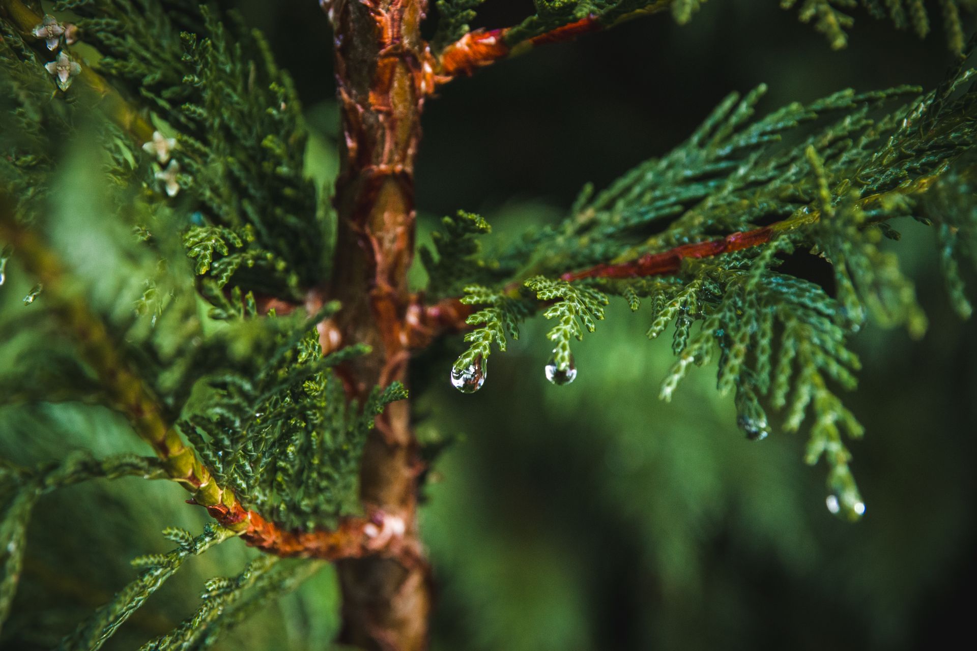 Detailed shot of cypress leaves with water droplets after rain.