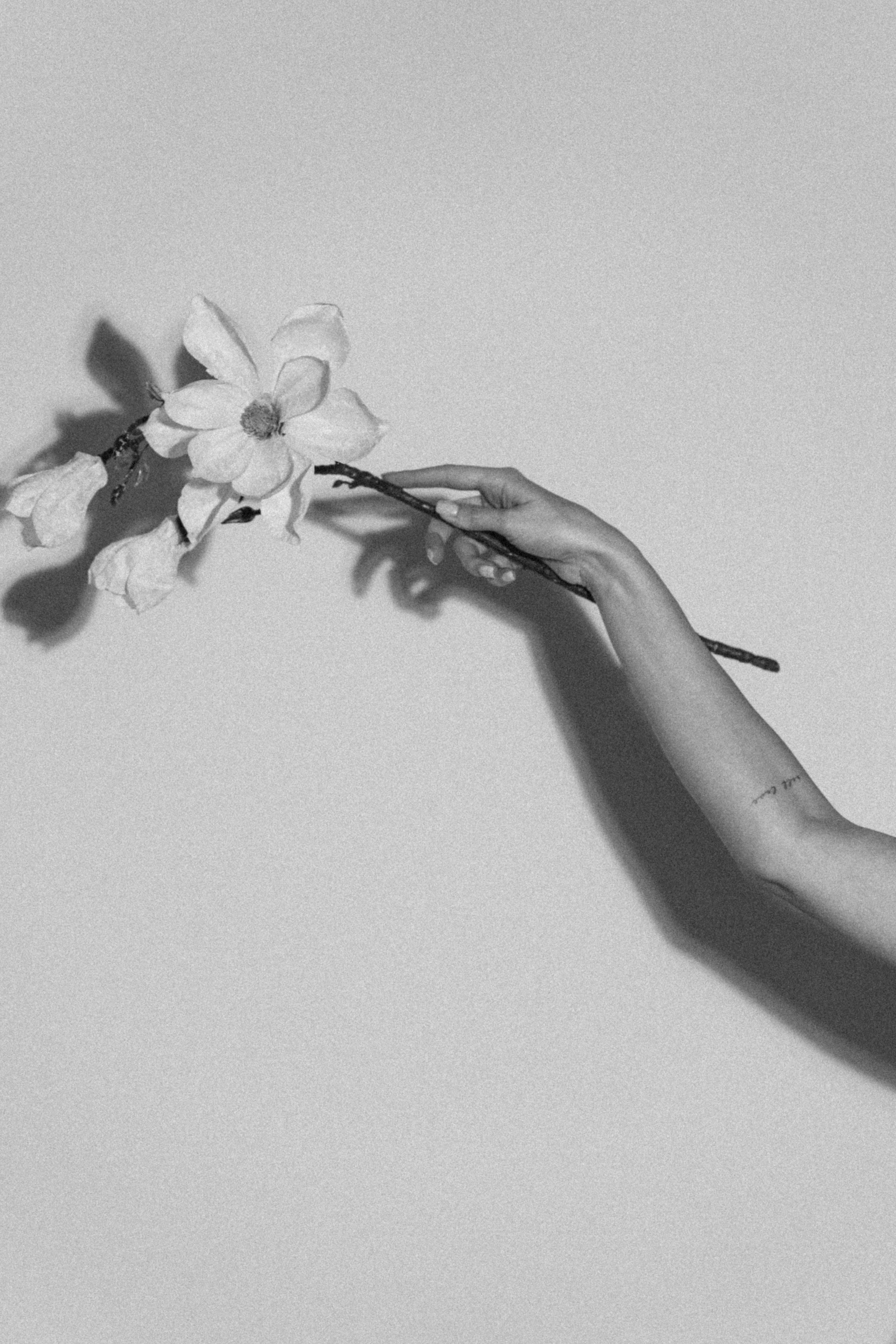 black and white photo of hand holding branch of flowers