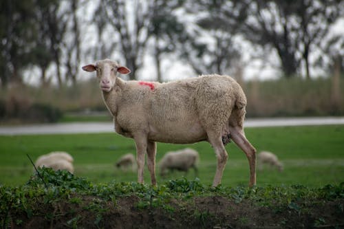 Darmowe zdjęcie z galerii z drzewa, owca, pasący się