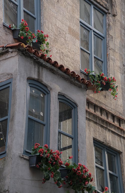 Kostnadsfri bild av blommande växter, fönster, hängande växter
