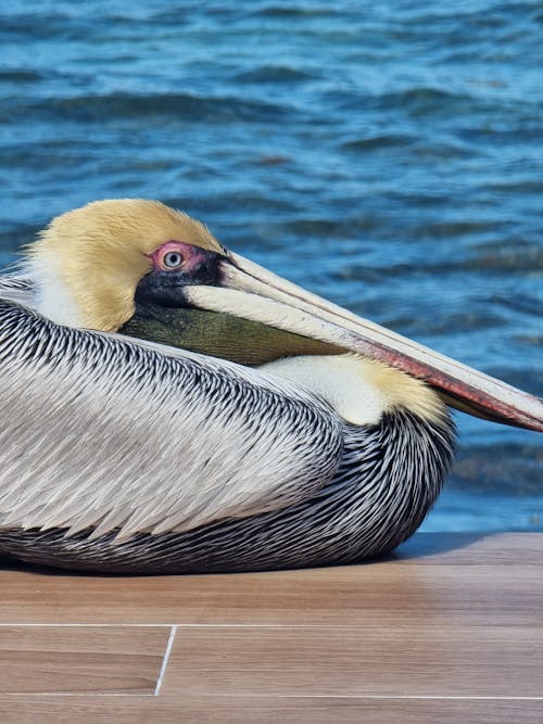 Fotobanka s bezplatnými fotkami na tému pelikán, pelikán hnedý východný, portrét zvieraťa