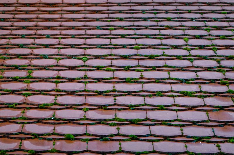 toiture en tuiles envahie par la mousse verte
