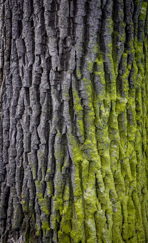 Foto profissional grátis de árvore, casca de árvore, fechar-se