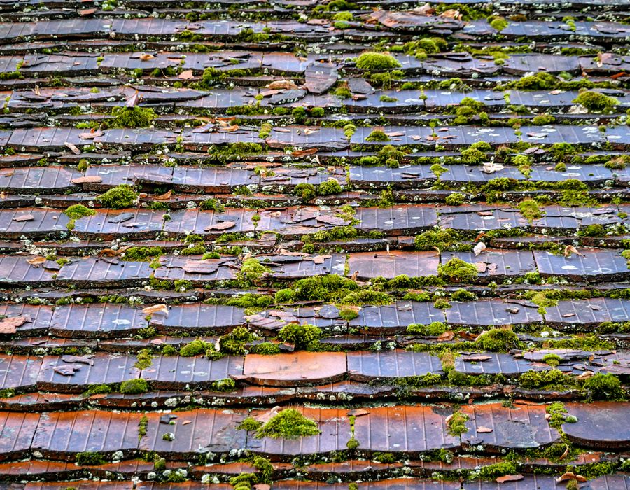 Toiture couverte de mousse
