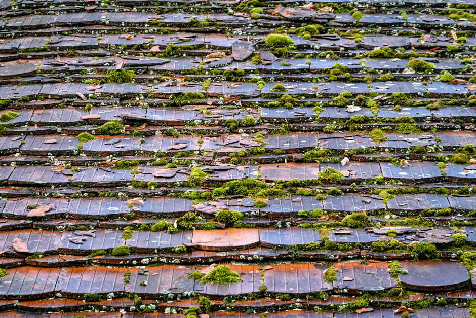 A detailed view of a weathered roof with moss growth and natural patterns on old clay tiles.