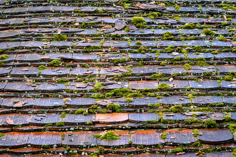 toiture en tuiles couverte de mousse