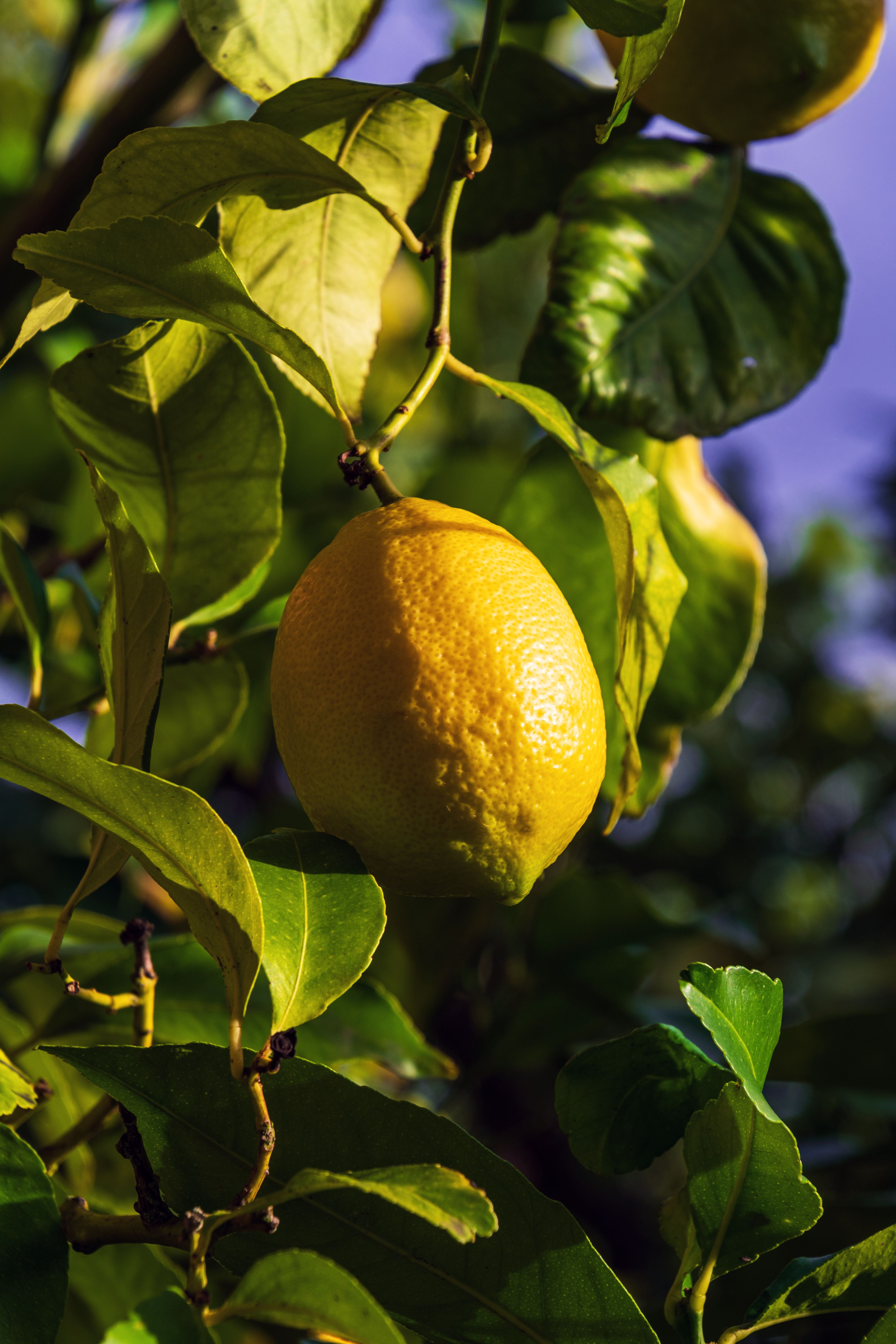 Foto de stock gratuita sobre árbol, cítricos, crecimiento, de cerca ...