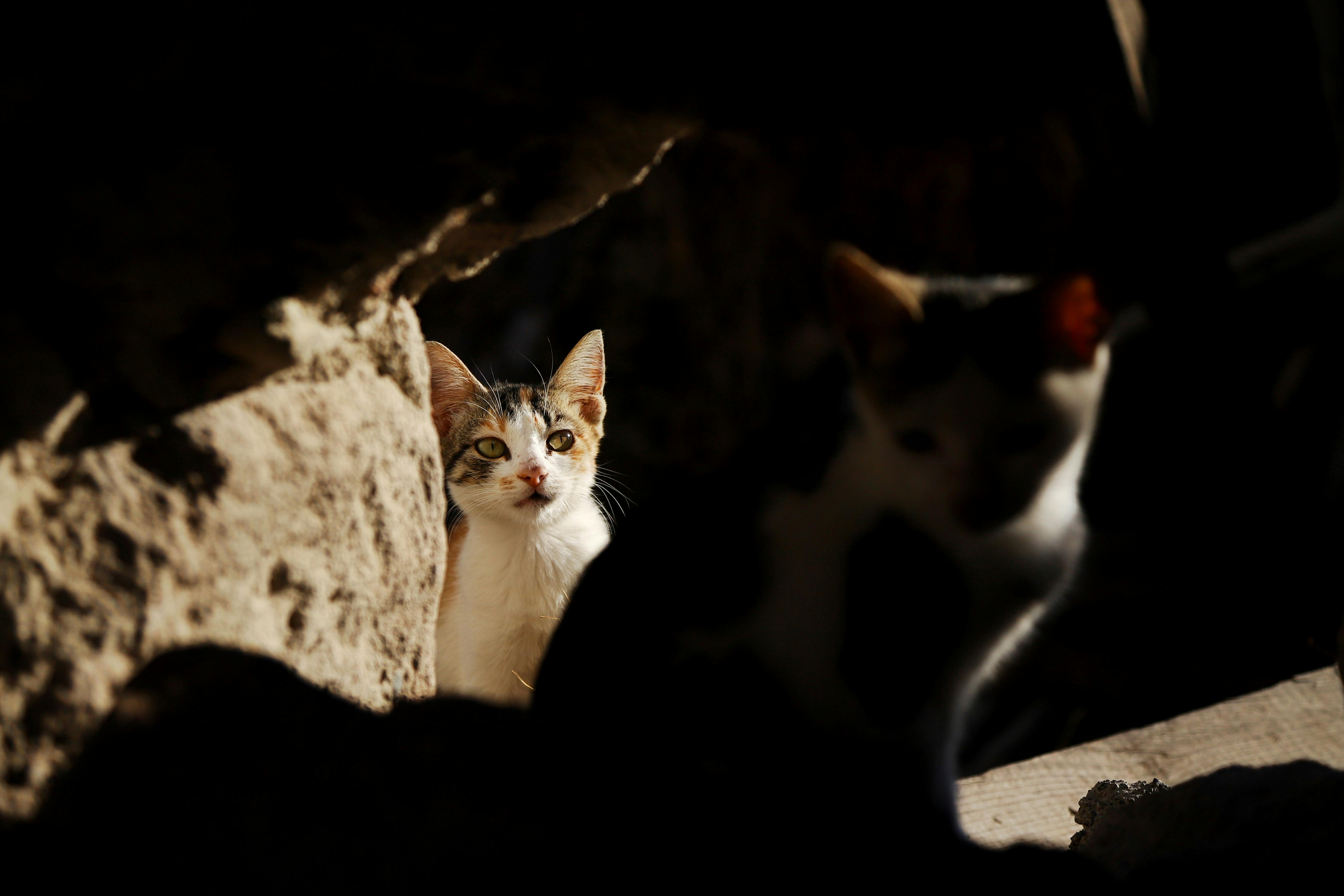 Free A curious cat peeks through a stony wall in subtle light and shadow. Stock Photo