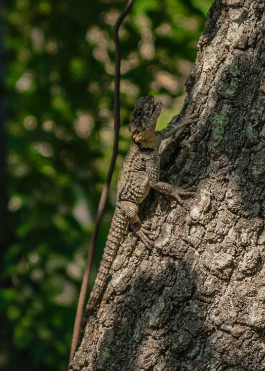 Lizard Behind Tree Lizard on a Tree · Free Stock Photo