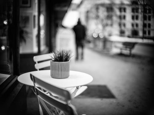 Monochrome Photo of a Potted Plant on a Table Top 