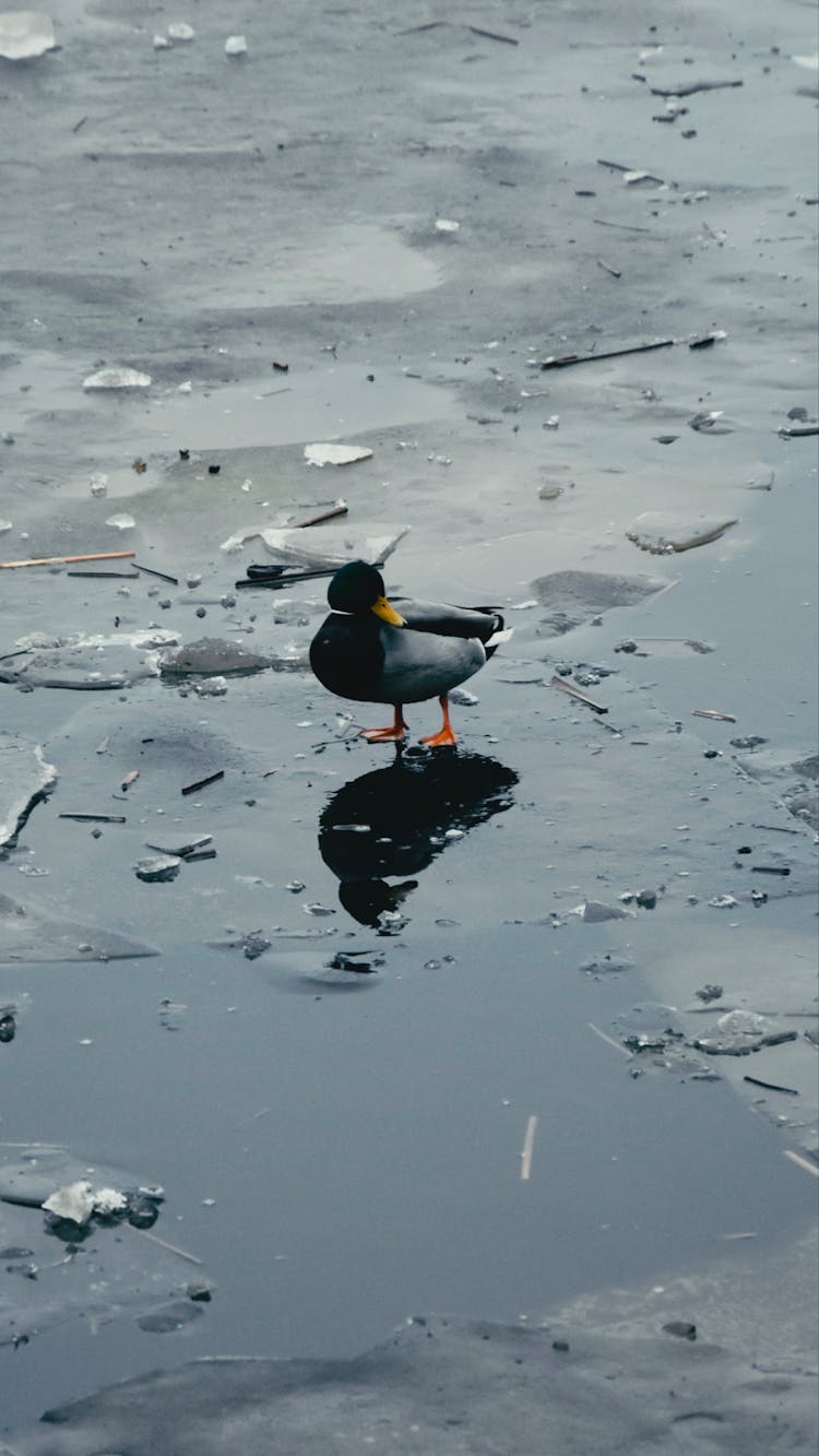 A Duck On A Frozen River 