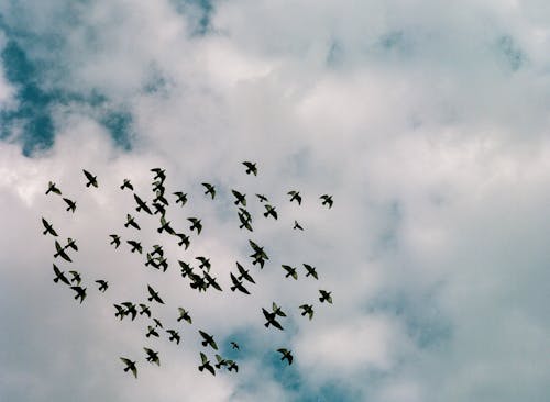 Základová fotografie zdarma na téma bílé mraky, hejno, hejno ptáků
