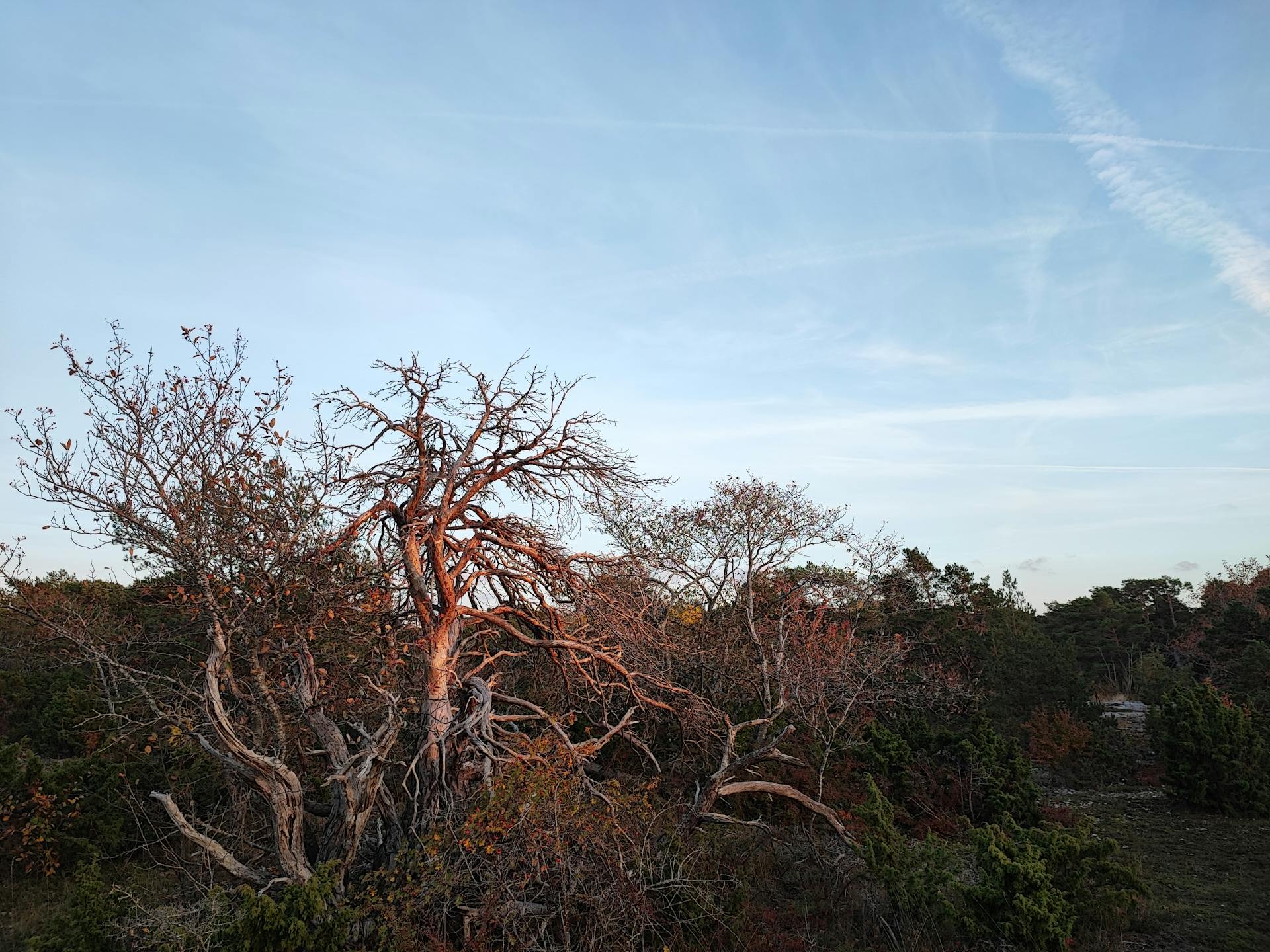 Twisted Dried Tree