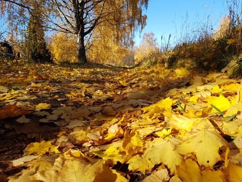 Autumn path covered in golden fallen leaves