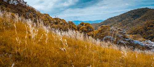 Brown Grass Field Near Mountain