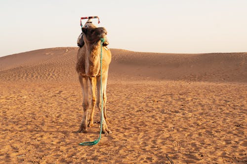 Foto d'estoc gratuïta de animal, camell, capvespre