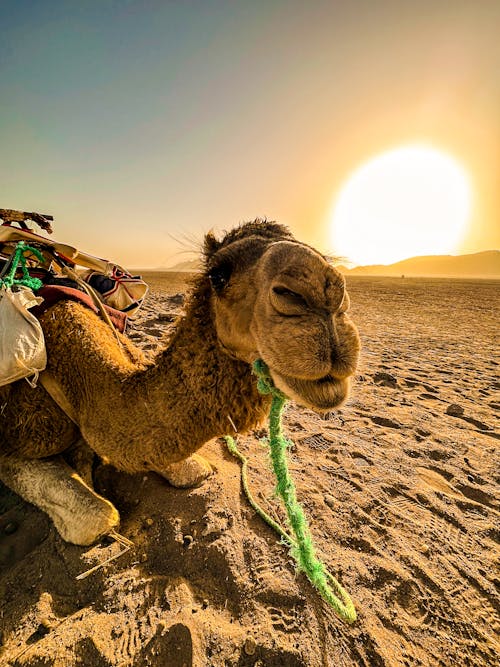 Sahara Desert Camel