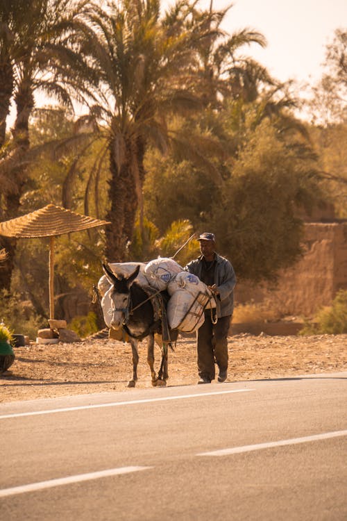 Man Walking with a Mule