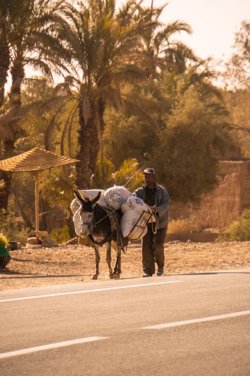 Free A man walks a donkey carrying sacks along a rural road lined with palm trees under warm sunlight. Stock Photo