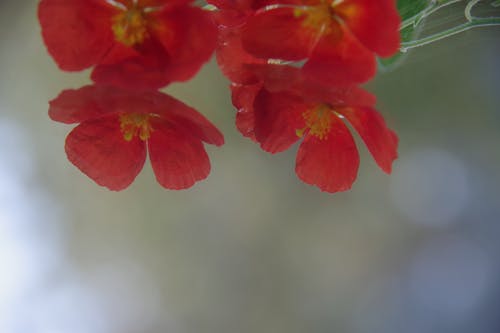 Free stock photo of red flowers