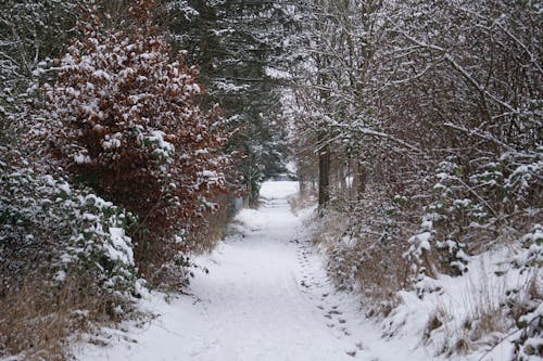 Gratis stockfoto met bomen, Bos, kou