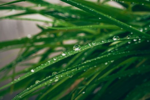 Fresh morning dew drops glistening on a vibrant green grass blade, showcasing natural beauty.