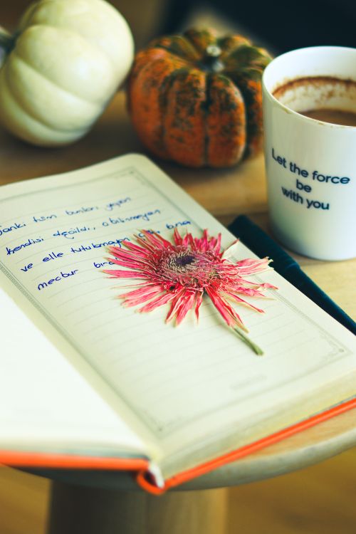 Free A cozy autumn scene featuring a notebook with a red flower, pumpkins, and a coffee mug with a motivational quote. Stock Photo