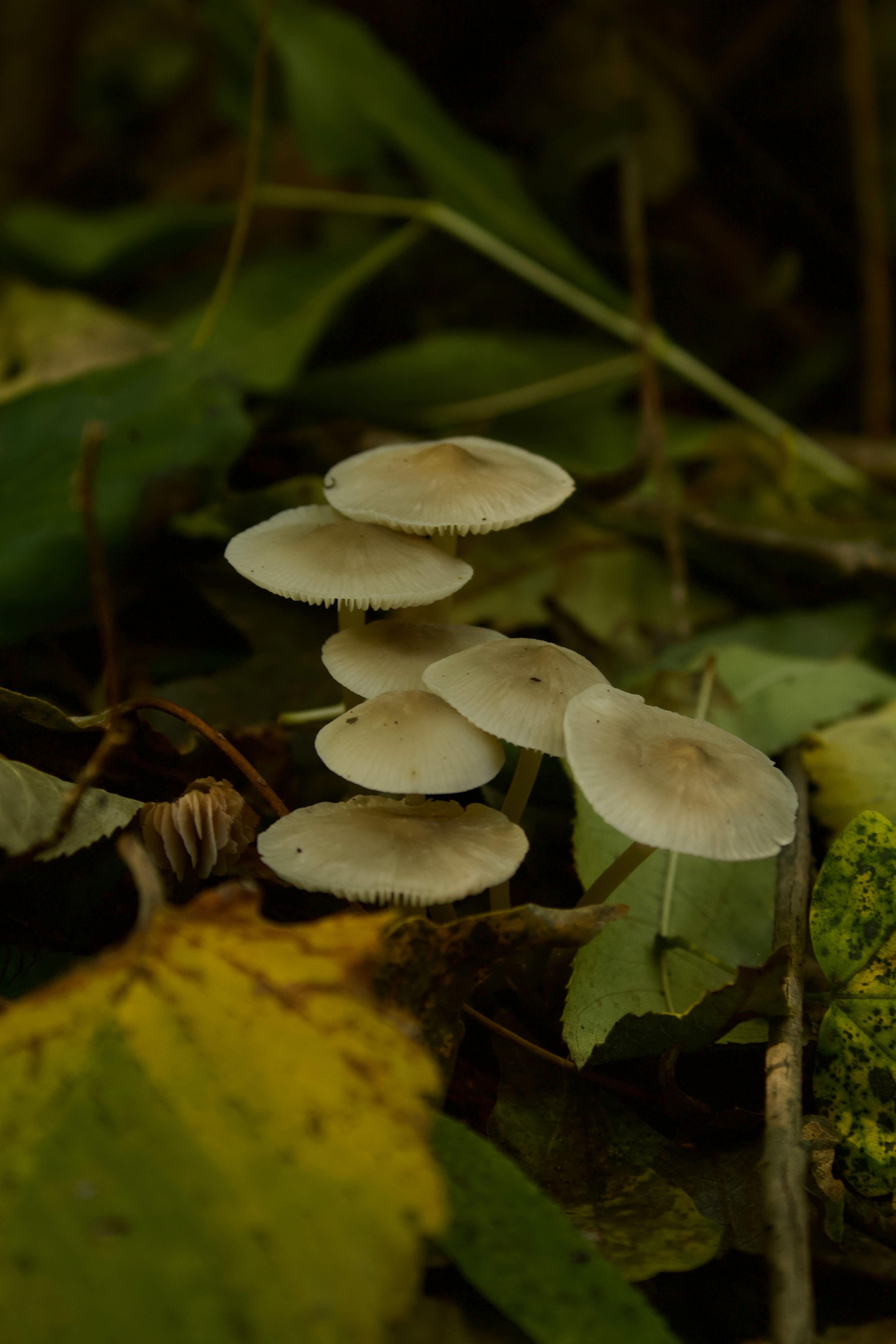 Seks yigit erotik arman