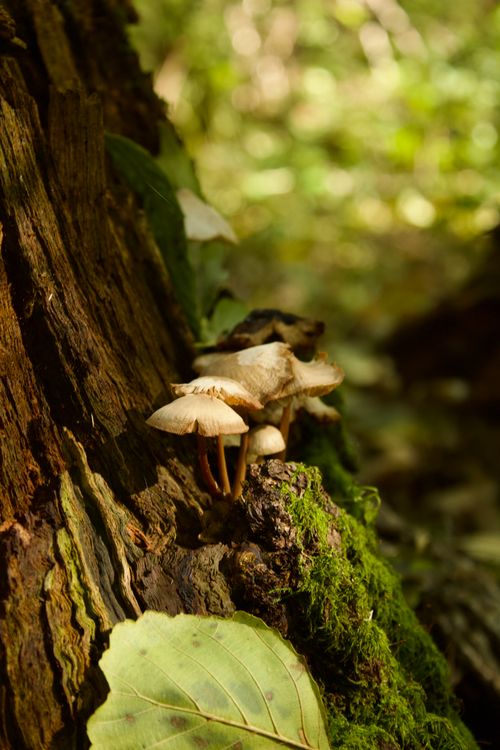 Free Close-up of mushrooms growing on a tree trunk in a vibrant Poltava forest. Stock Photo