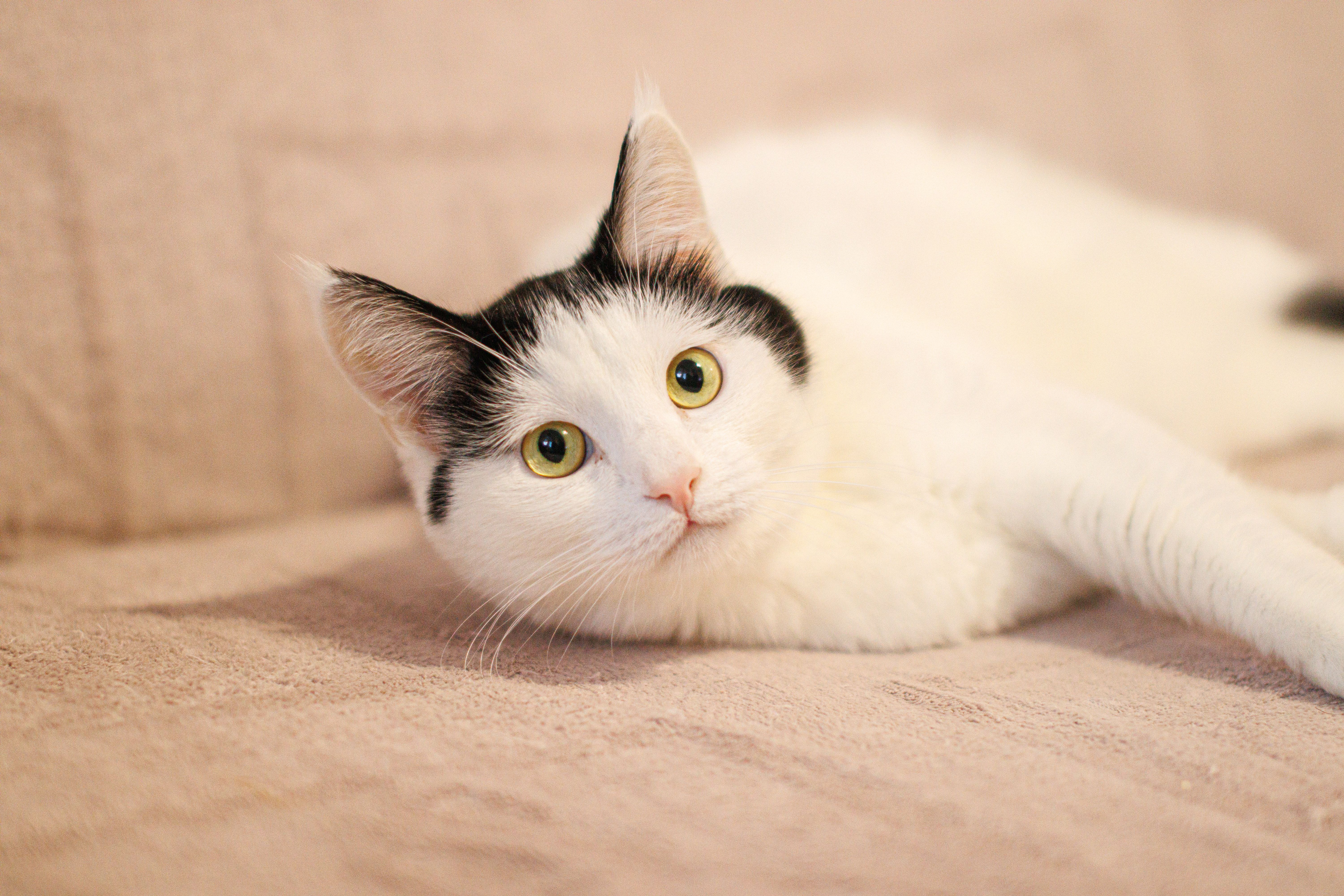 Cute black and white kitten lying comfortably indoors on the bed.