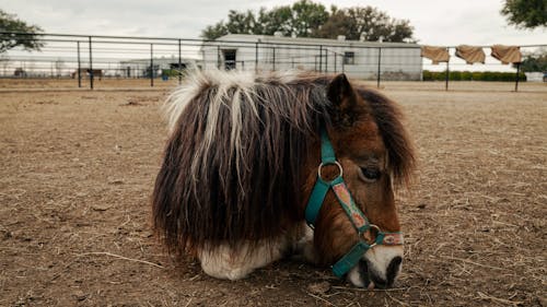 Foto d'estoc gratuïta de animal de granja, bestiar, cabellera