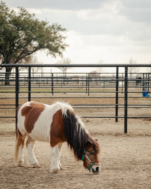 動物攝影, 垂直拍摄, 小馬 的 免费素材图片