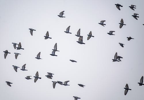 Fotobanka s bezplatnými fotkami na tému fotografie zvierat žijúcich vo voľnej prírode, holuby, kŕdeľ