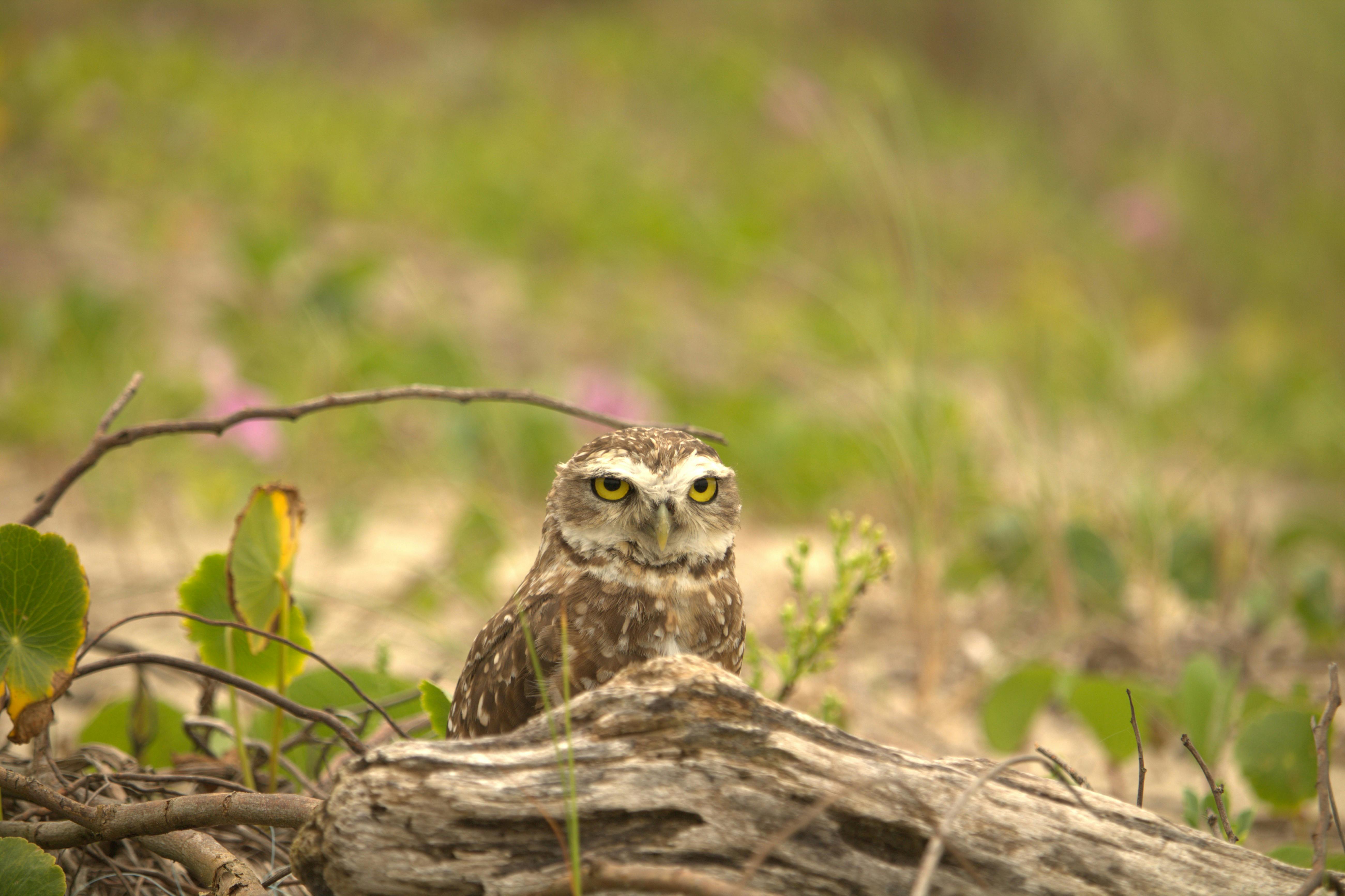 A Burrowing Owl on the Ground · Free Stock Photo