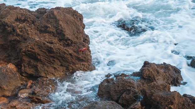 A vibrant crab on rugged rocks beside a turbulent sea shore.