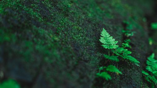 Free Vibrant green fern leaves growing on a moss-covered surface in nature. Stock Photo