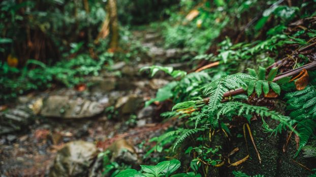 Kokoda Trail trek (8 days) — Papua New Guinea