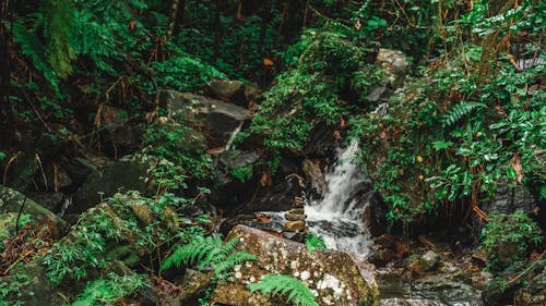 Foto profissional grátis de água corrente, corrente, floresta