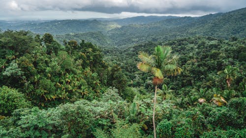 Scenic View of a Rainforest 