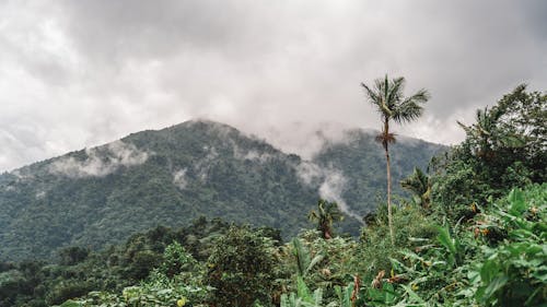 Foto profissional grátis de colina, floresta, montanha