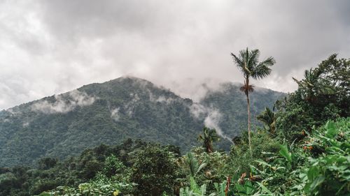 Free Beautiful tropical mountain landscape shrouded in mist, featuring lush green foliage and palm trees. Stock Photo