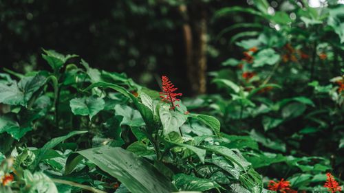 Free A vibrant red plant stands out amidst lush green foliage in a dense forest setting. Stock Photo