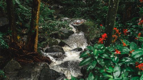 Free Tranquil stream flowing through a dense forest with vibrant green foliage and red flowers. Stock Photo