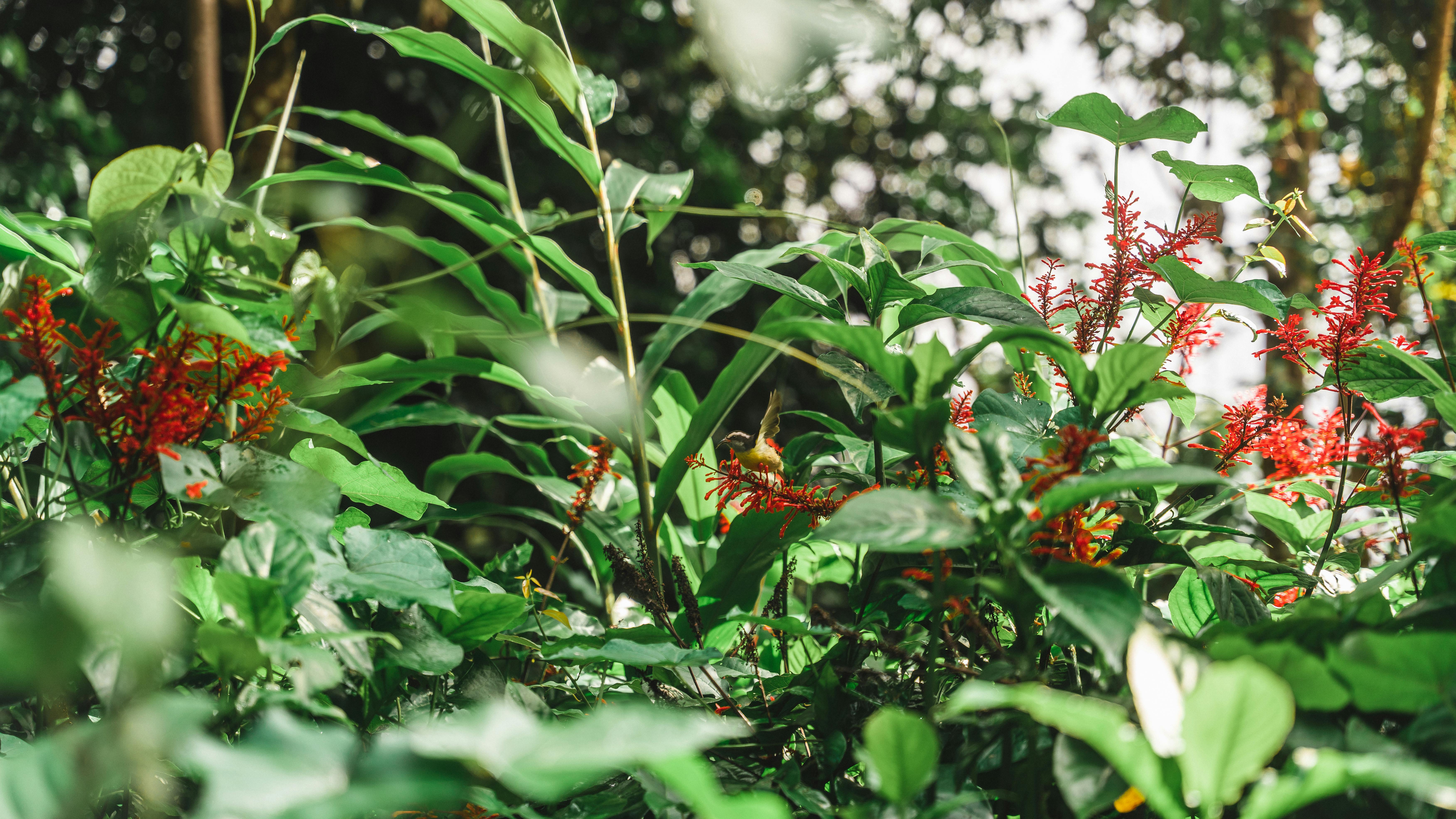 Jardin botanique de Deshaies : visite d'un écrin tropical