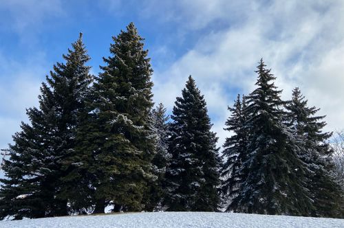 Free Beautiful snowy evergreen trees under a blue sky in a winter landscape, Markham, Canada. Stock Photo