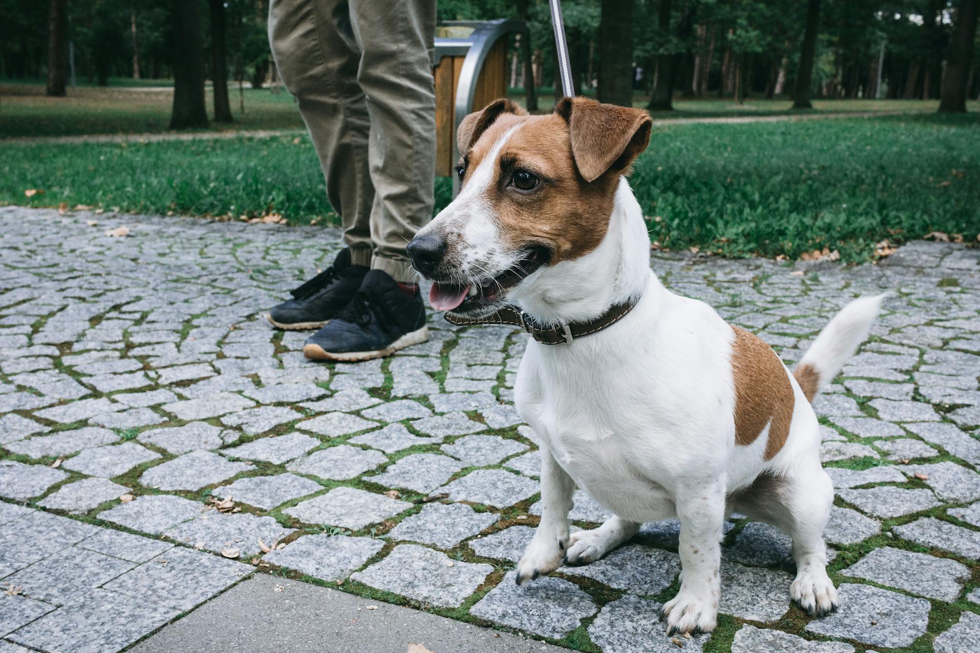 Jack Russel Terrier in Close Up