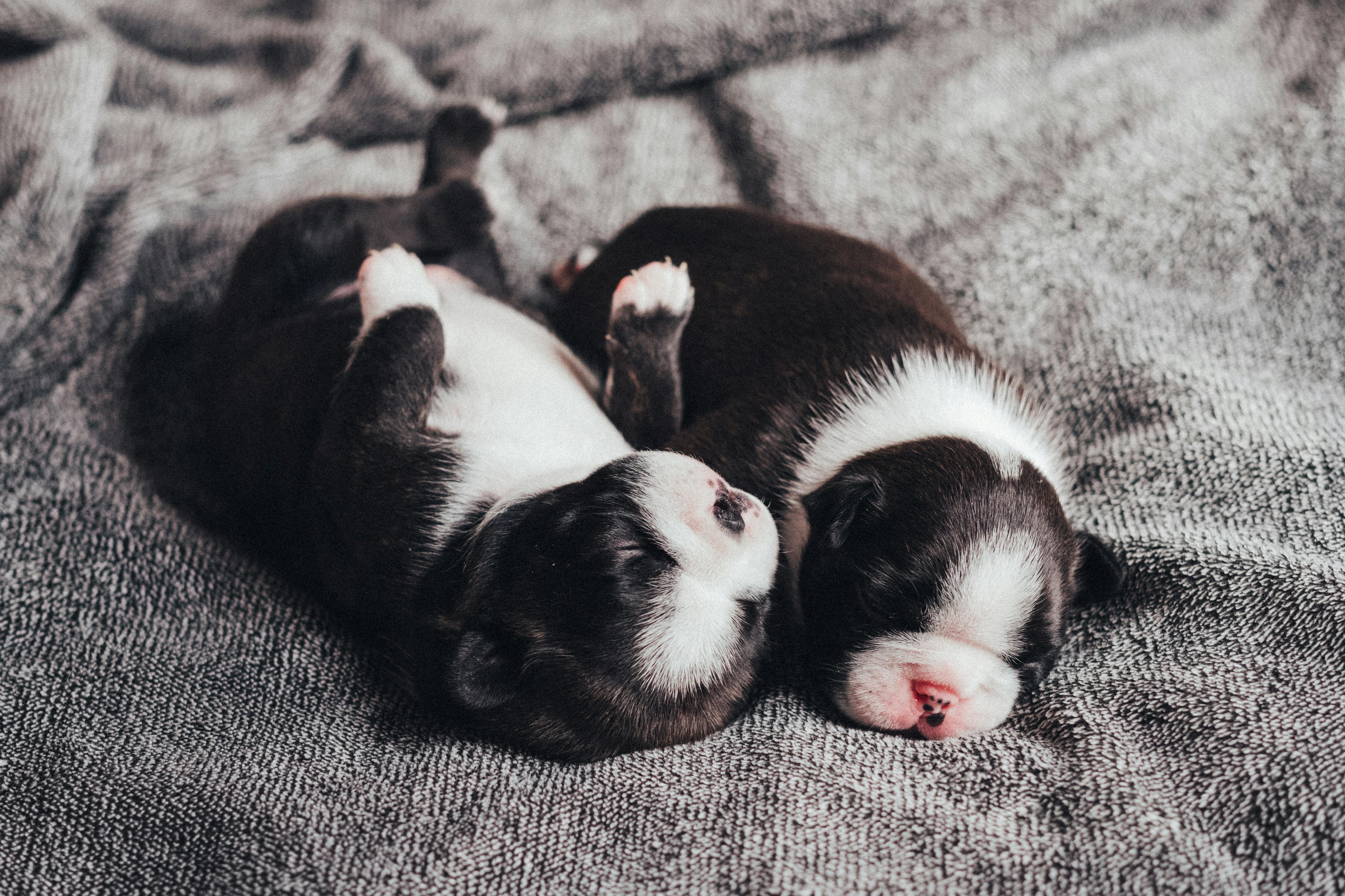 cute newborn puppies