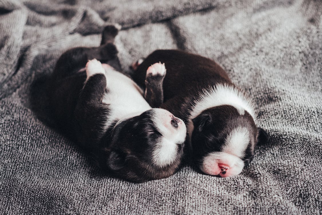cute baby puppies sleeping